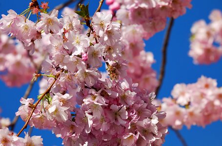 Japanese cherry blossom branches flowers photo