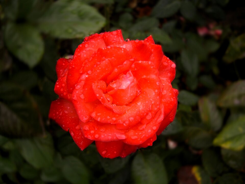 Leaf flowers red