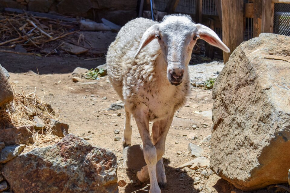 Cute looking animal