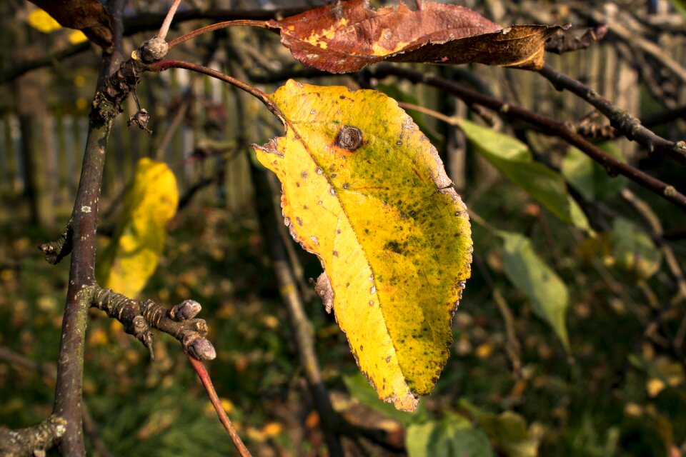 Autumn gold colors gold
