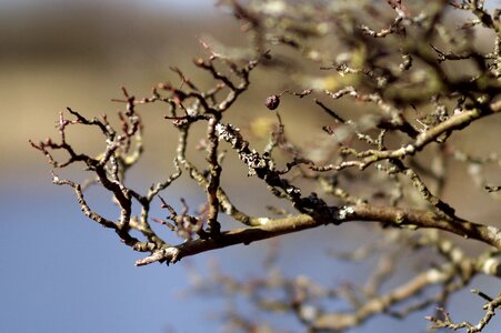 Nature flora outdoors