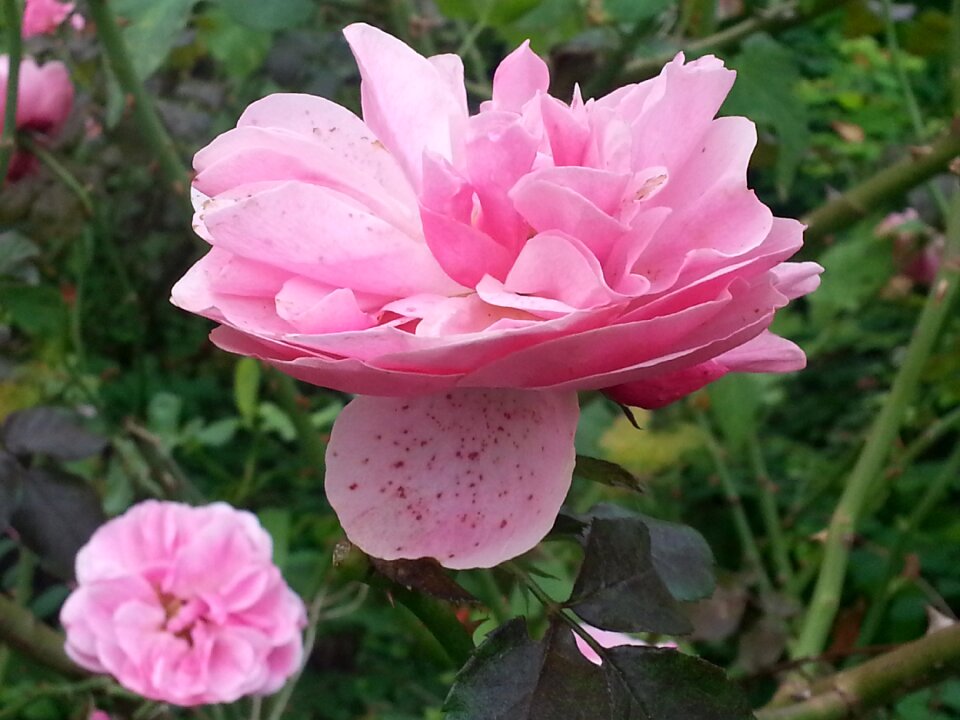 Floating flower rose