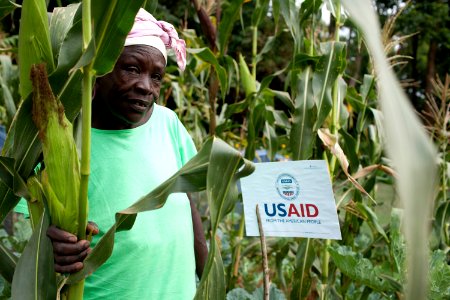 Josephine Odiambo tested an improved maize variety in a corner of her shamba in Western Kenya (7603945196)