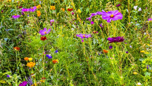 Colorful flowers green color