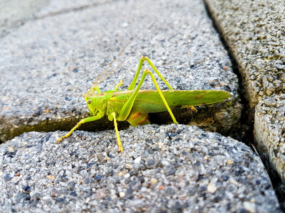 Animal grasshopper green