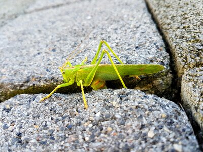 Animal grasshopper green photo