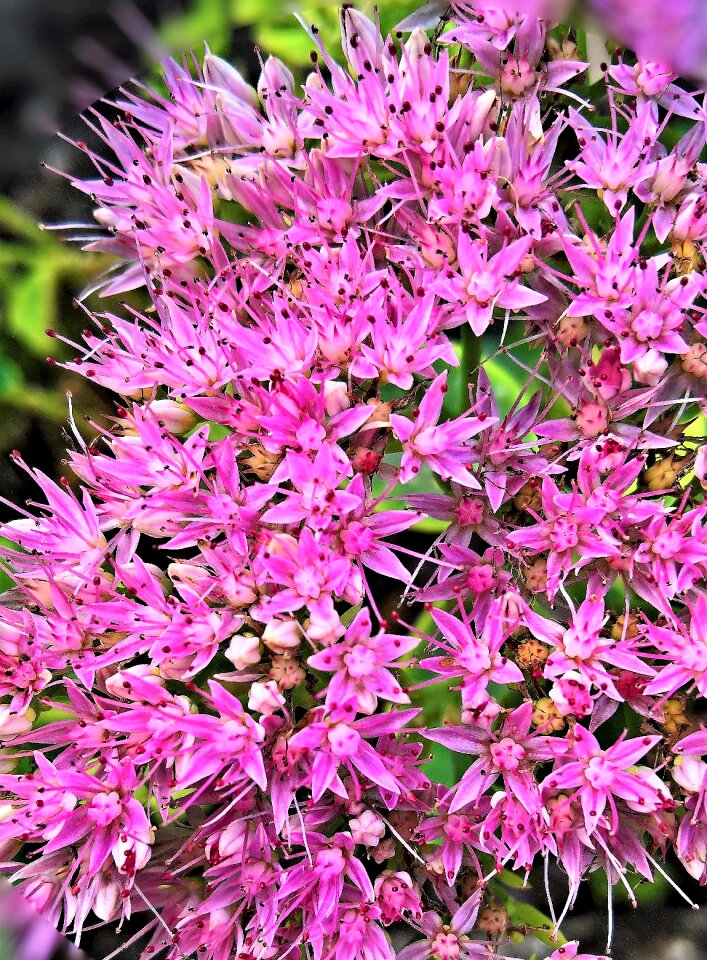 Many small flowers pink bees