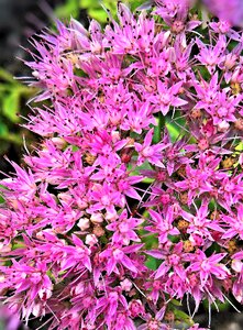 Many small flowers pink bees photo