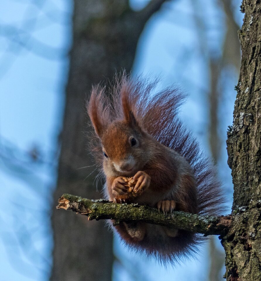 Wood rodent nature