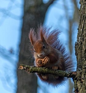 Wood rodent nature photo