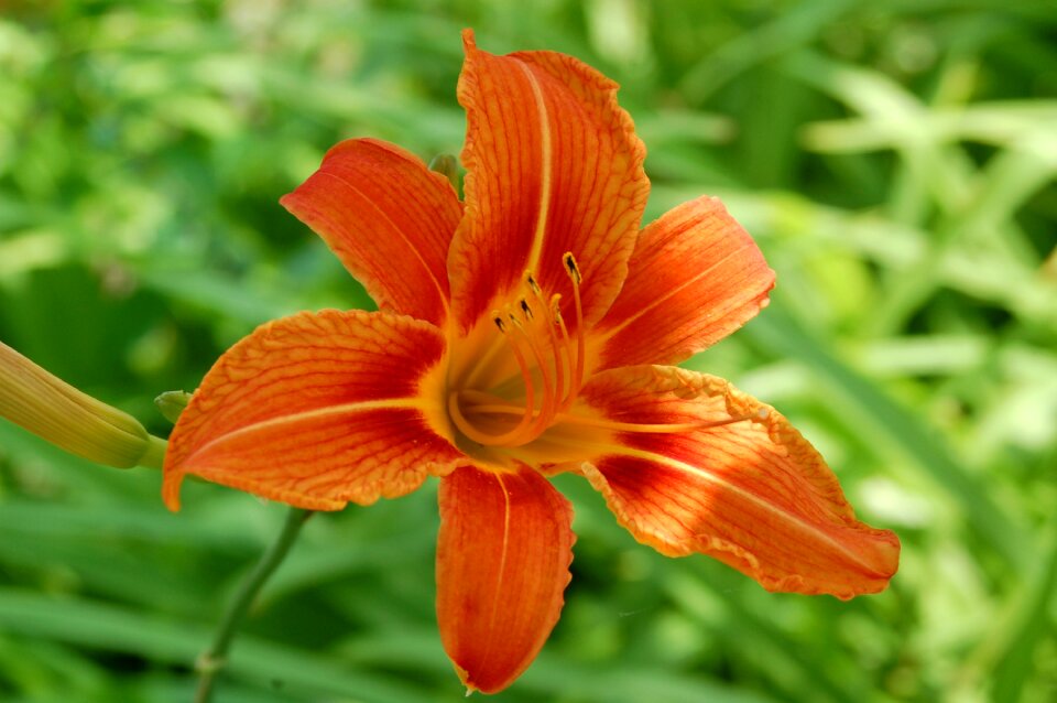 Summer garden beautiful