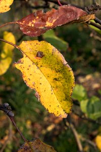 Autumn gold colors gold photo