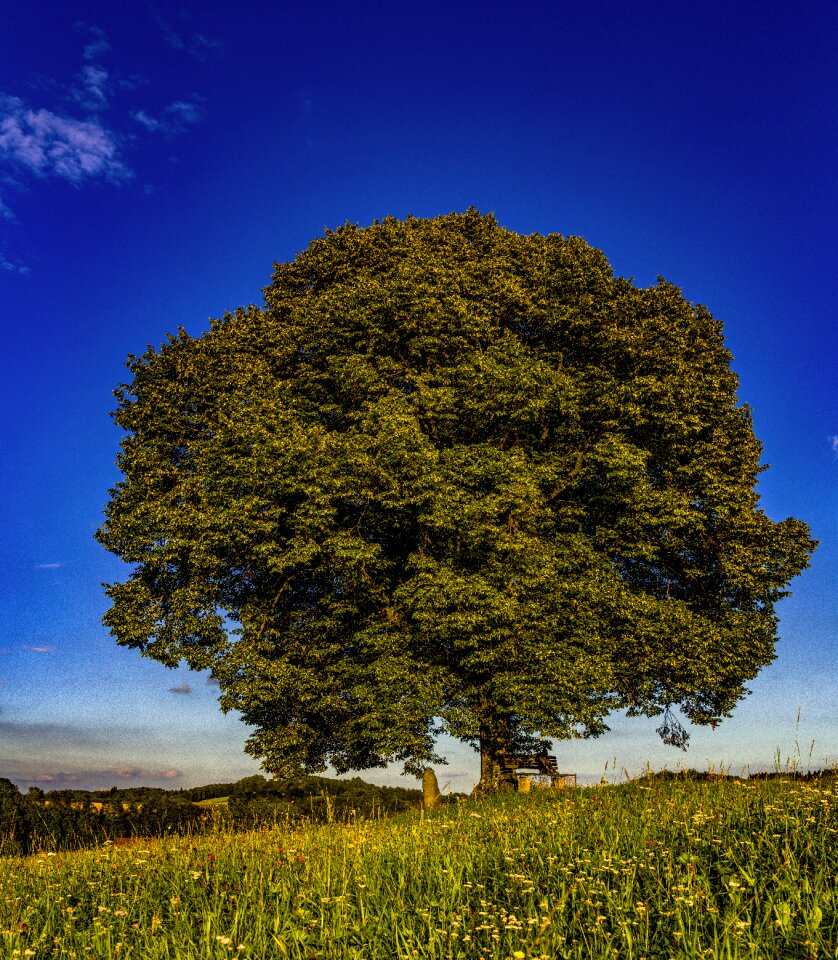 Nature sky green