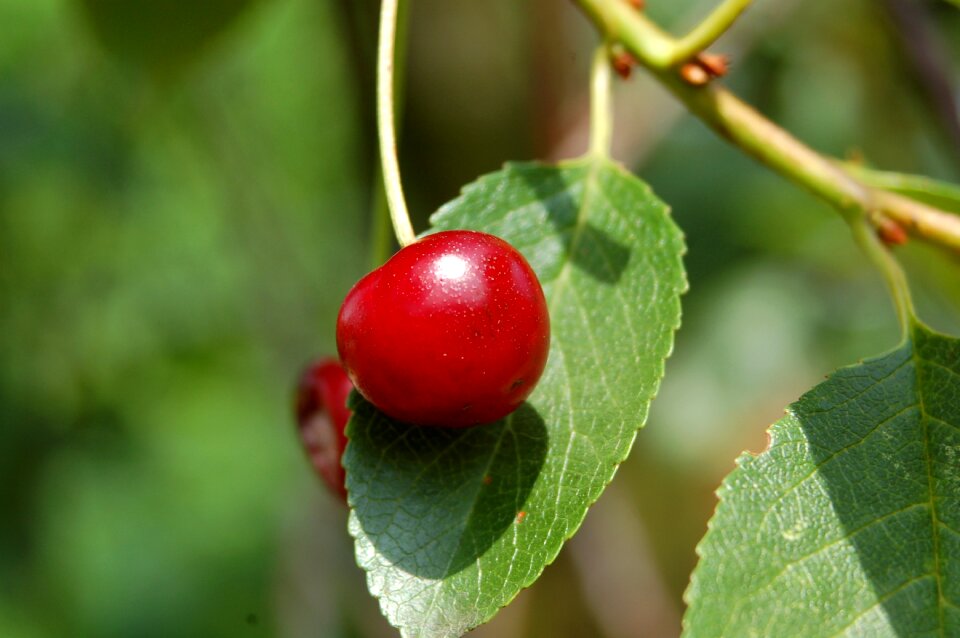 Eating cherry garden