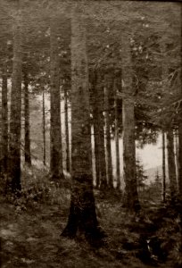 Josef Bárta - Lesní interiér