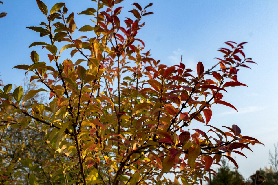 Autumn gold colors gold