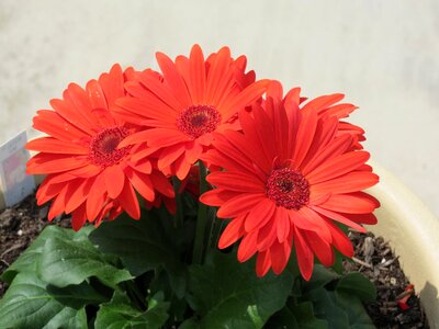 Color floral summer