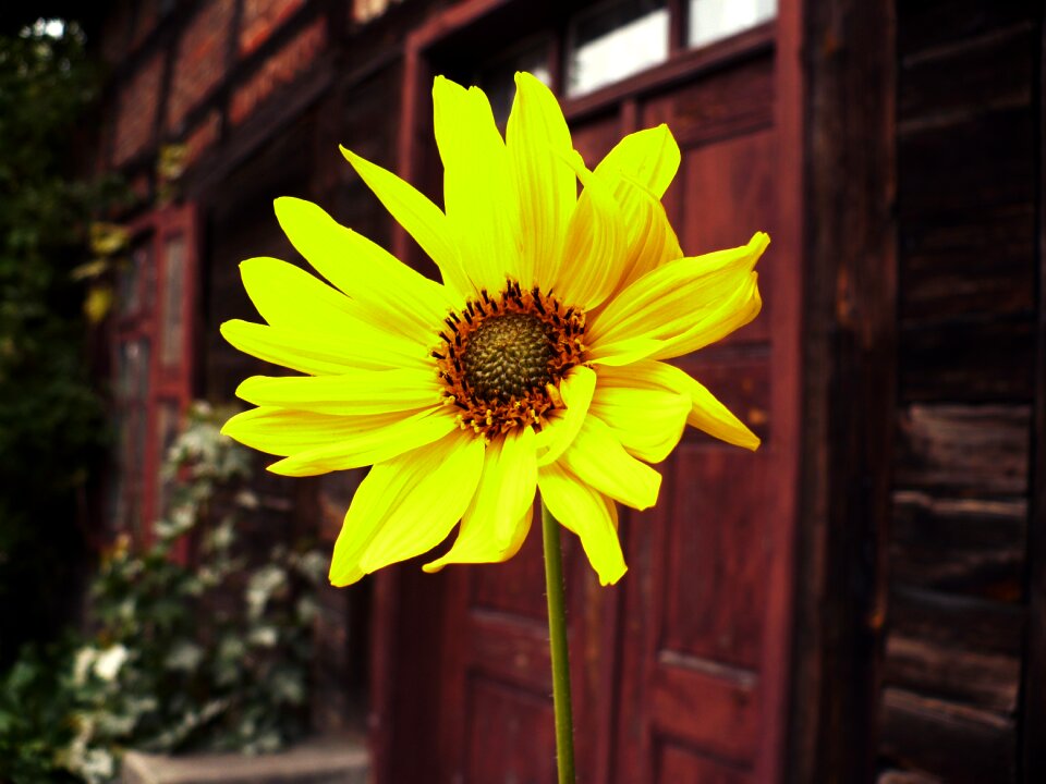 Flower summer plant