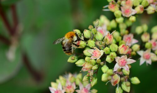 Inflorescence flowers hummel