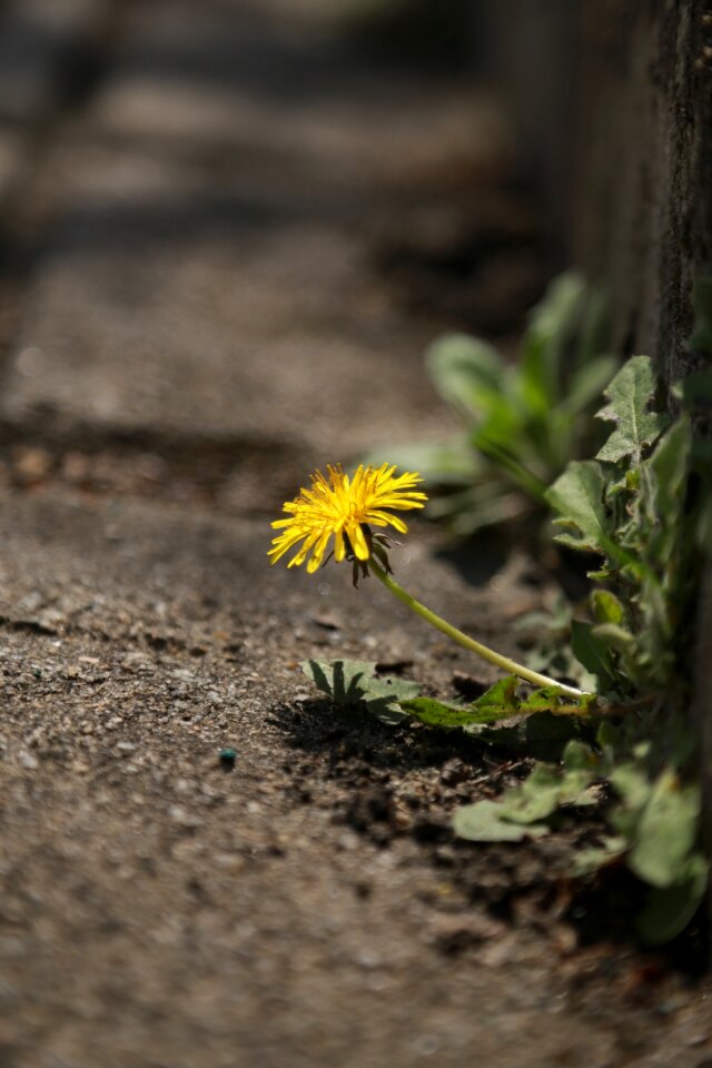 Flowers outdoors plants