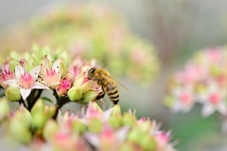 Inflorescence flowers bee