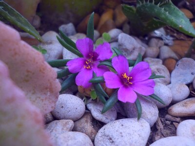 Petal composite flower spring
