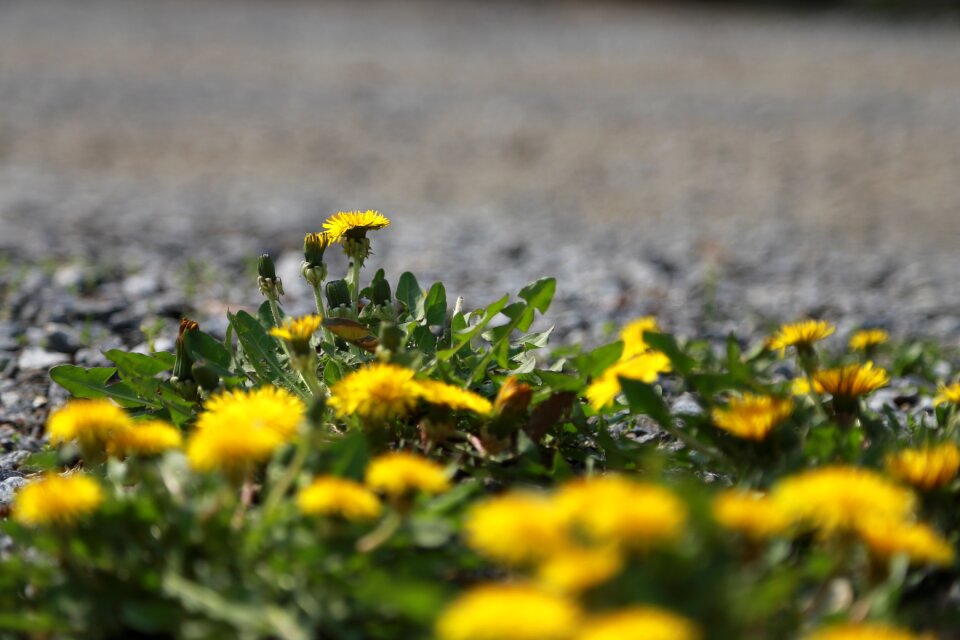 Flowers outdoors plants