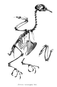 Jotreron melanospila 175