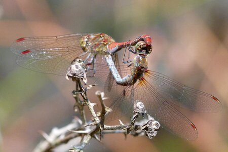 Copulation dragonflies mating sympetrum sinaiticum photo