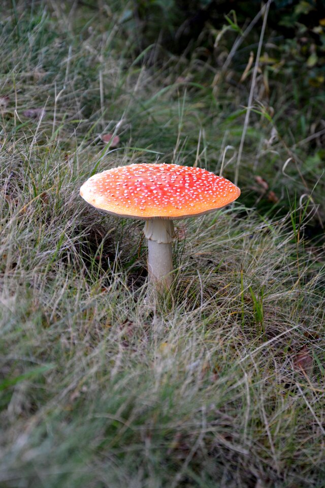 Nature toxic red toadstool