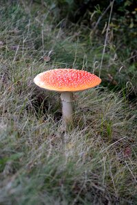 Nature toxic red toadstool photo