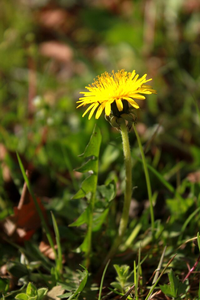 Flowers outdoors plants