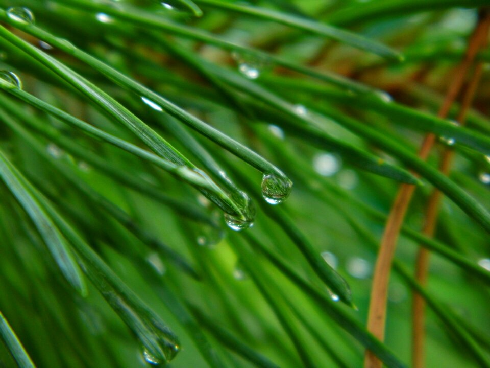 Drops of water conifer sprig