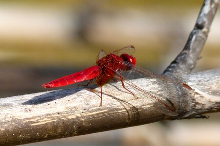 Dragonfly wetland erythraea crocothemis