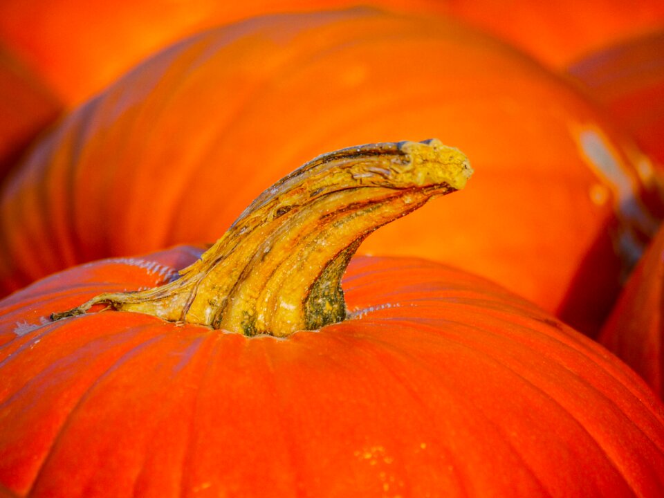 Autumn halloween food