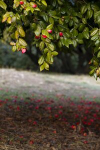 Plants outdoors camellia
