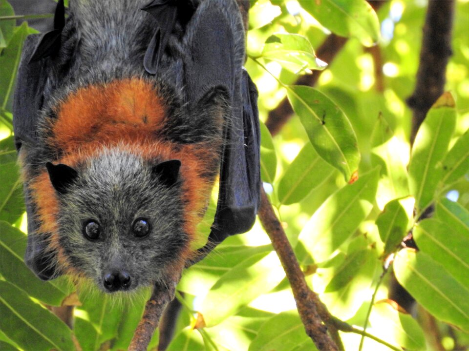 Environment hanging flying fox
