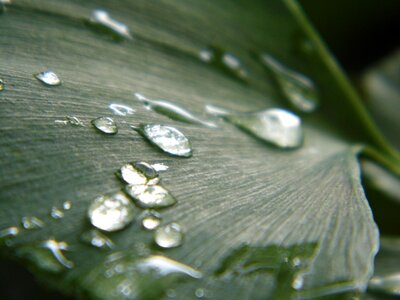 Ginkgo drops of water leaf