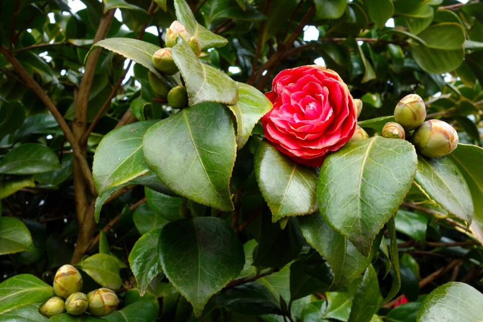 Shrub pink flower spring