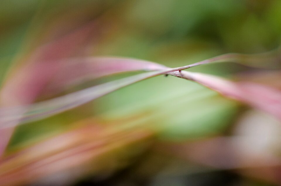 Plant blade of grass close up