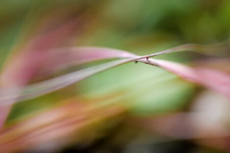 Plant blade of grass close up