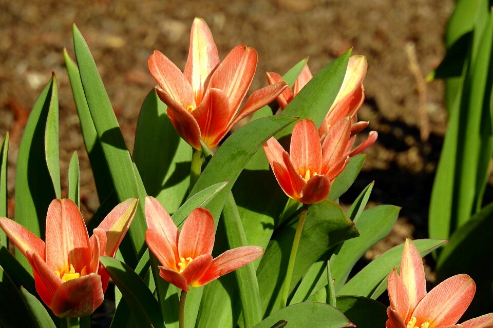 Nature plant tulip
