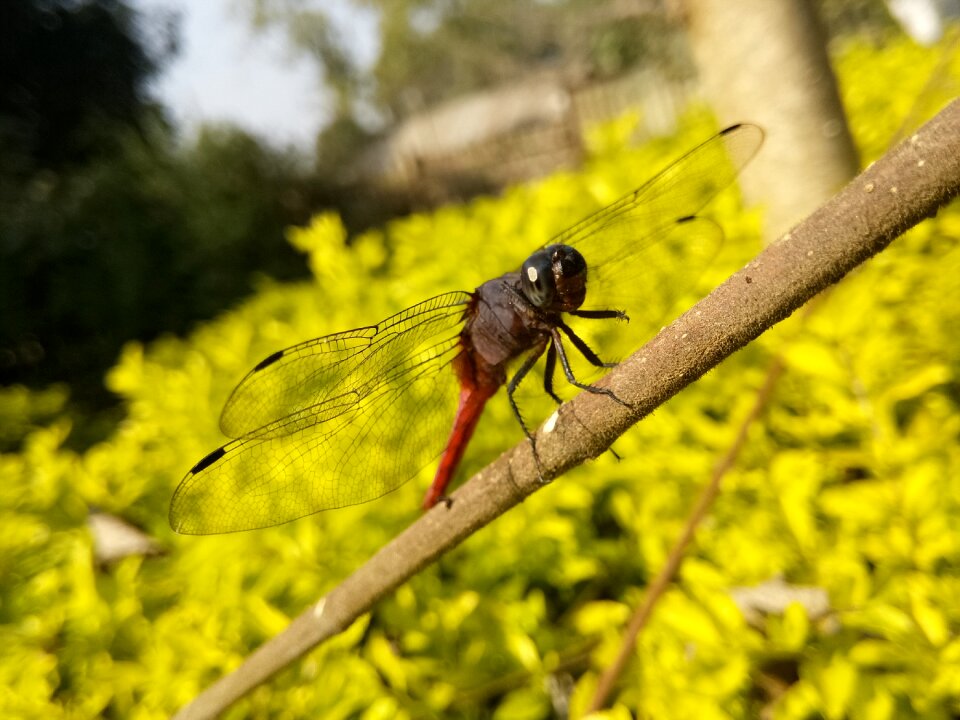 Bug wildlife nature