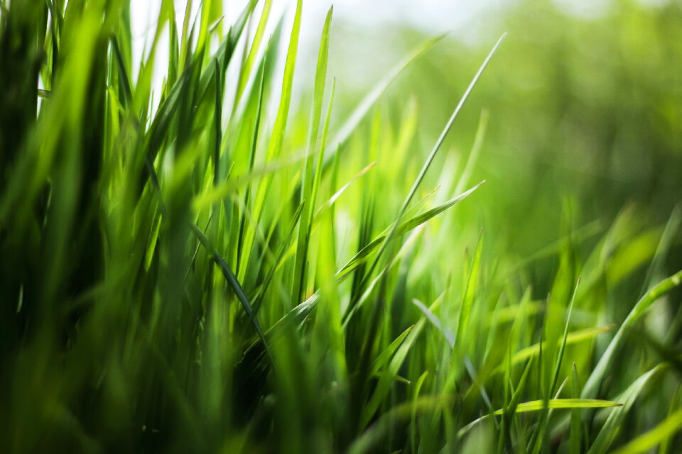 Blades of grass meadow plant