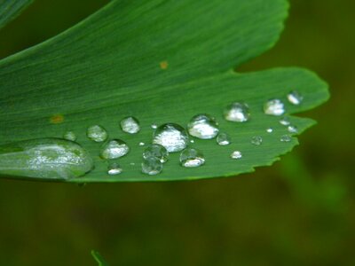 Ginkgo drops of water leaf