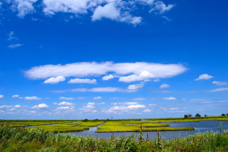 Grass nature landscape