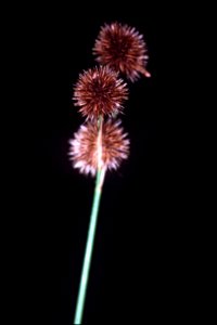 Juncus brachycarpus NRCS-1