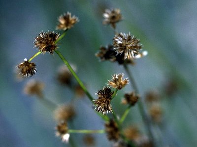 Juncus canadensis NRCS-002 4x3