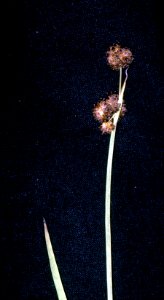 Juncus ensifolius juen 001 pvp