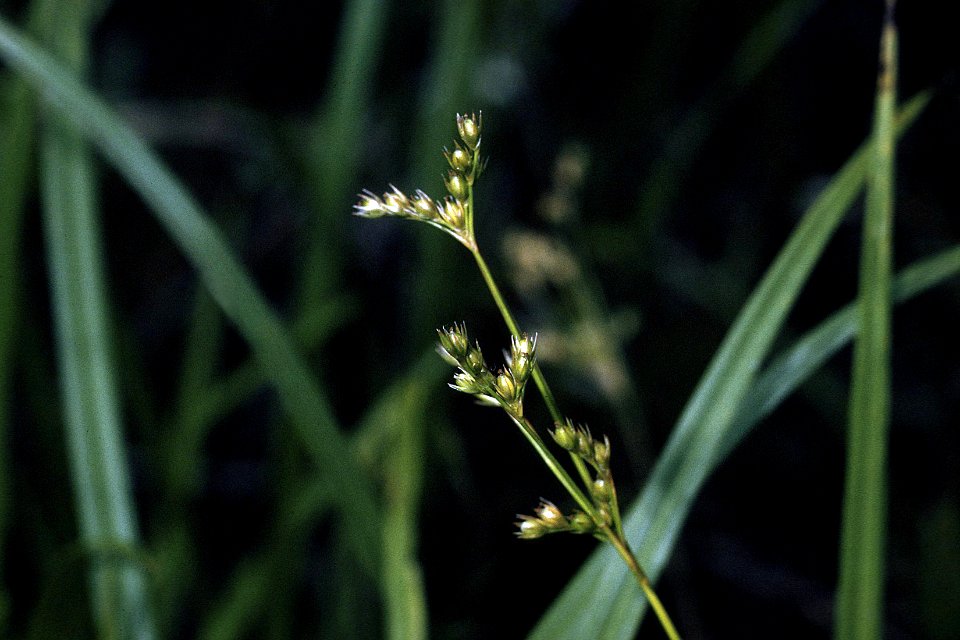 Juncus secundus NRCS-1